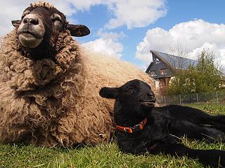 Schafe auf Gut Karlshohe