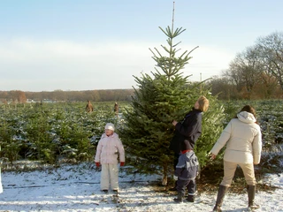 Hamburg Gut Schönau Tannenbaum schlagen