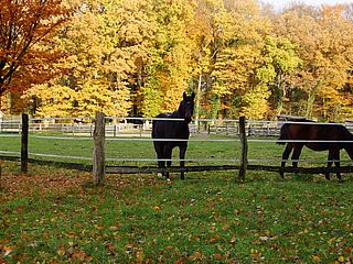 Pferde auf der Wiese, Seminarhof Feuerborn Osterholz-Scharmbeck